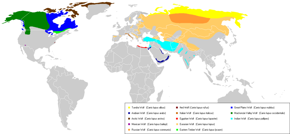 Where different grey wolf subspecies live