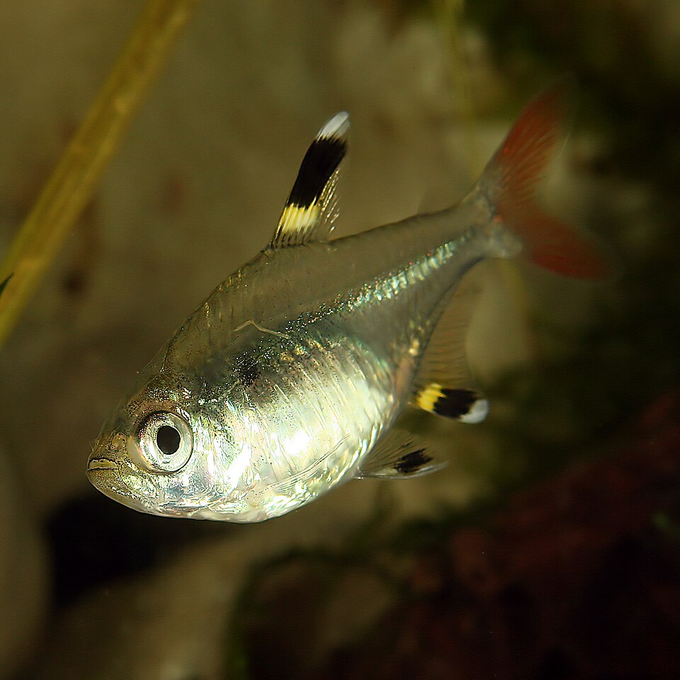 A X-ray tetra is one of the few chordates with a visible backbone