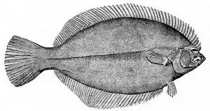 Flatfish are asymmetric, with both eyes lying on the same side of the head