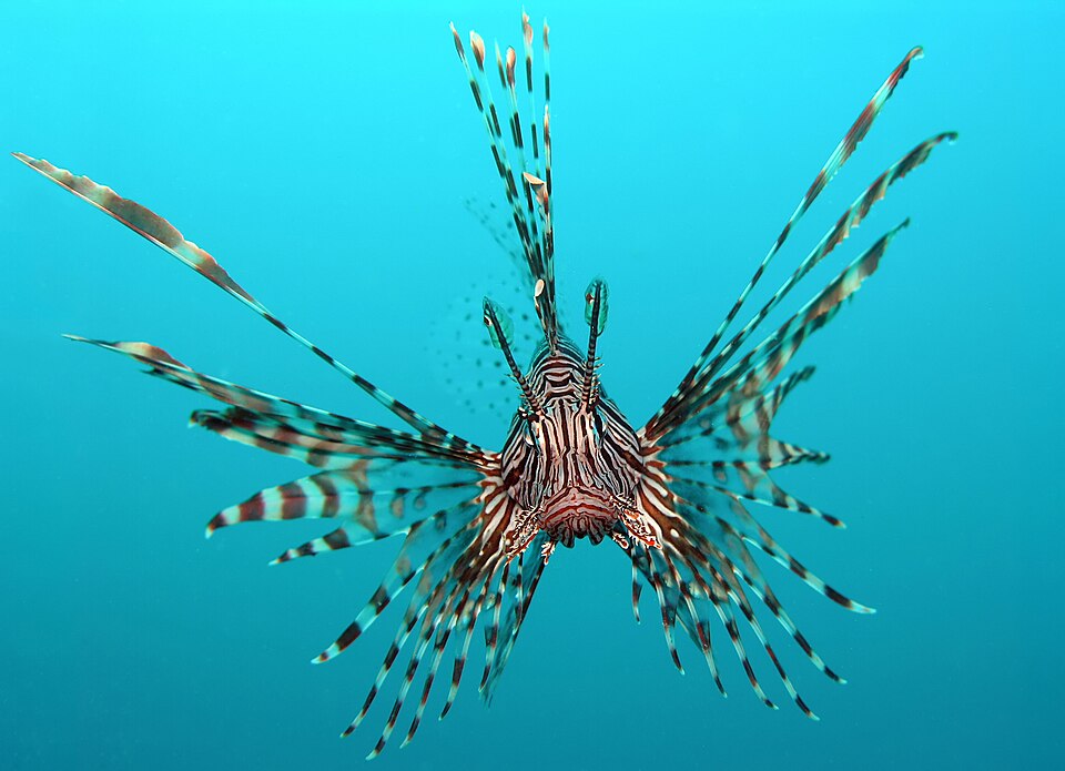 Head-on view of a red lion-fish