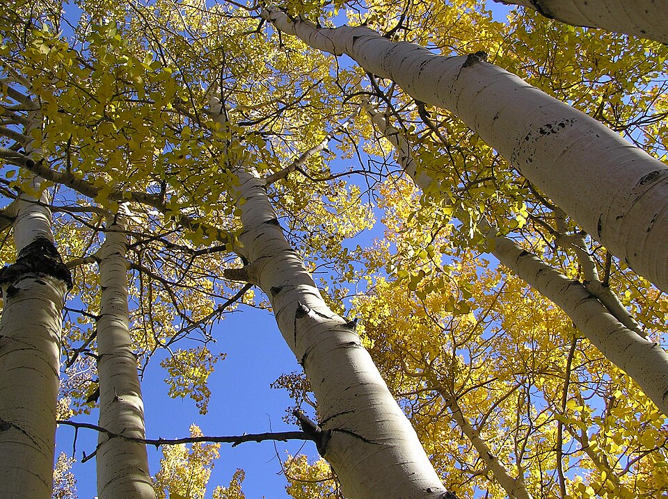 Populus tremuloides