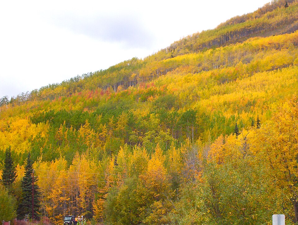 Individual clonal stands can be seen during the autumn, as on this mountainside in the Matanuska Valley, in Alaska.