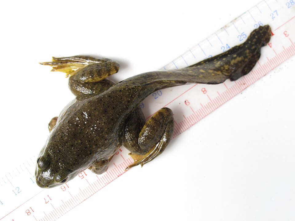 Froglets will begin hopping out of the water and onto land.