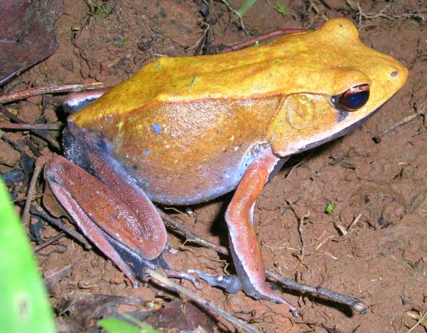 Bicolored Frog (Clinotarsus curtipes), is one of many "true frogs" family.