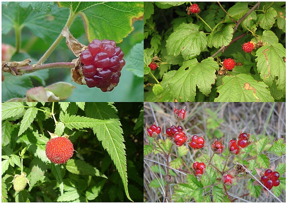 Fruit of four species of raspberry. Clockwise from top left: Boulder raspberry, Korean raspberry, Australian native raspberry, West Indian raspberry