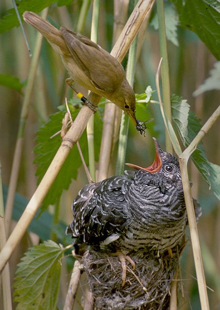 A reed warbler feeding a cuckoo chick