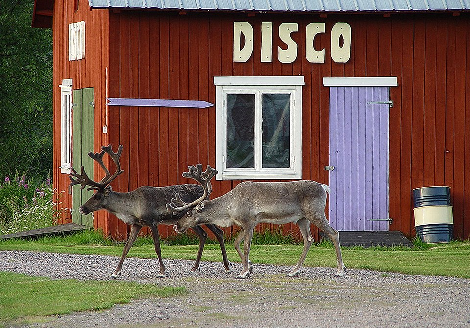 Two reindeer in Sweden.