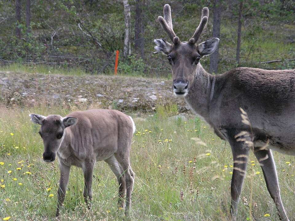A female reindeer and her child near Inari, Finland.