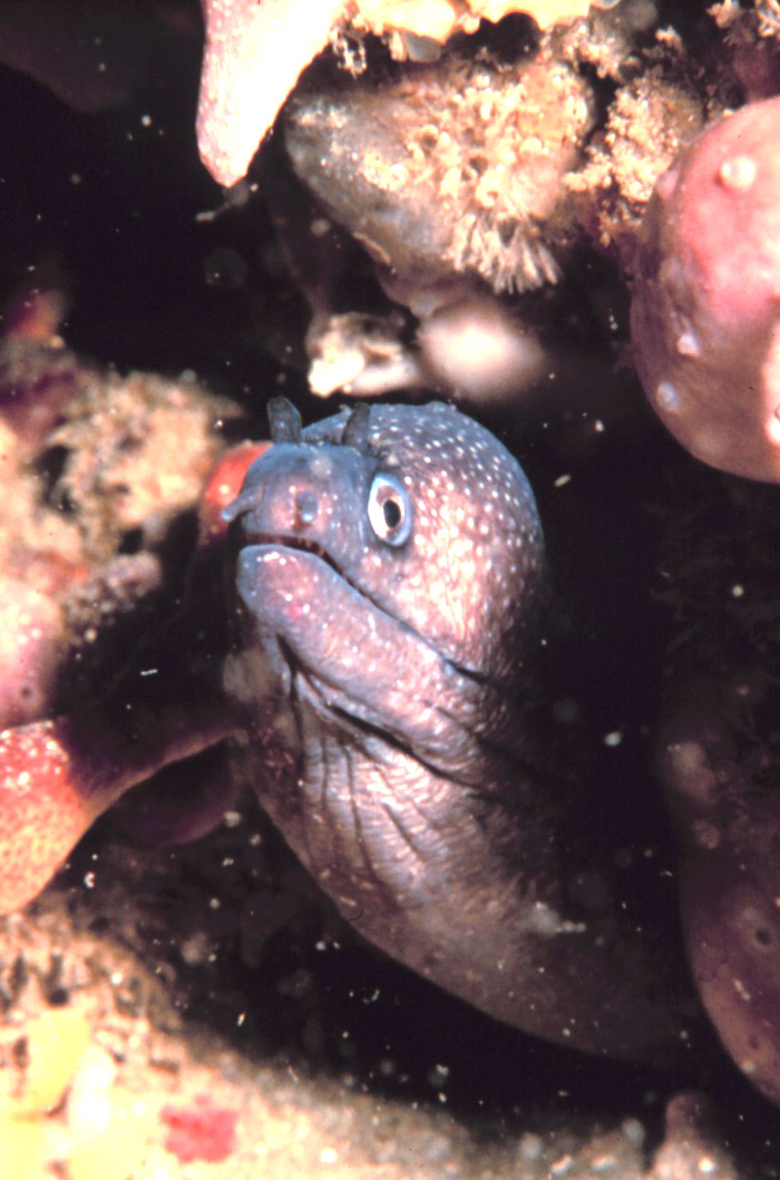 A moray eel