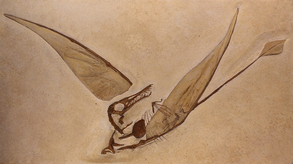 Rhamphorhynchus, Musée d'histoire naturelle de Bruxelles.
