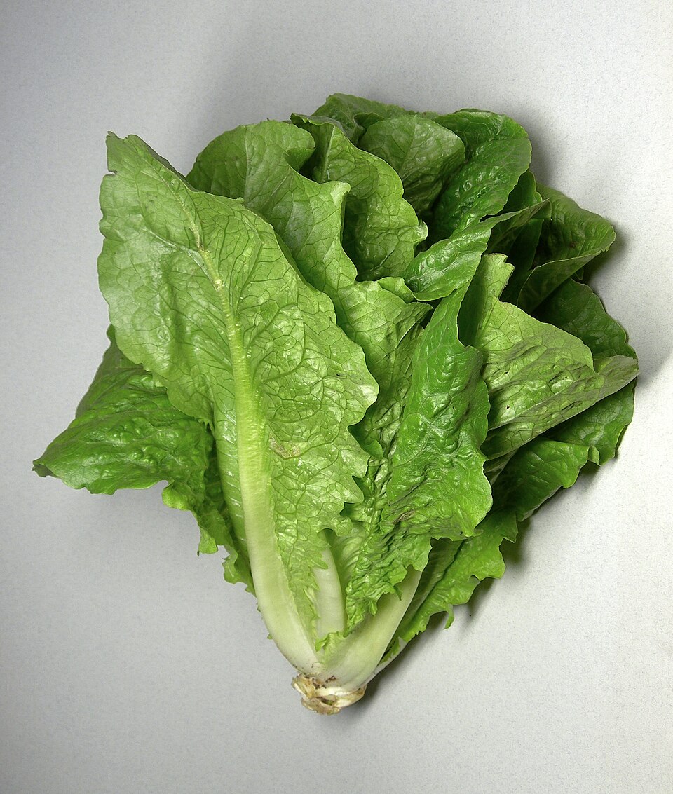 Loose leaf Romaine lettuce