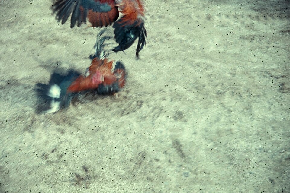 Two gamecocks fighting in a rural village in Thailand.