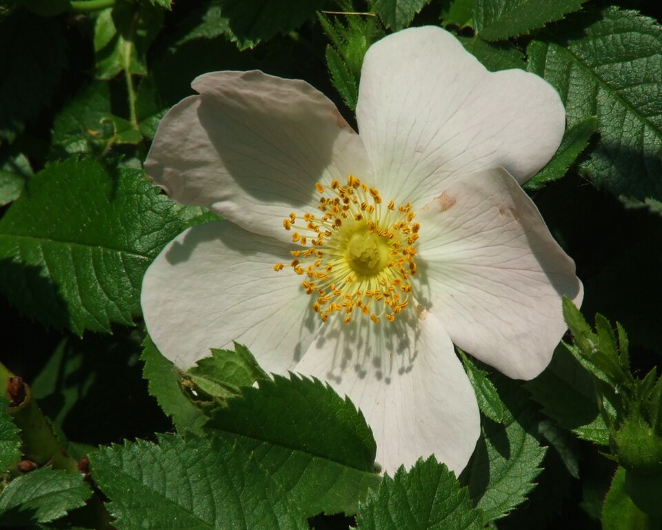 A wild rose species usually has five petals, making them dicots.