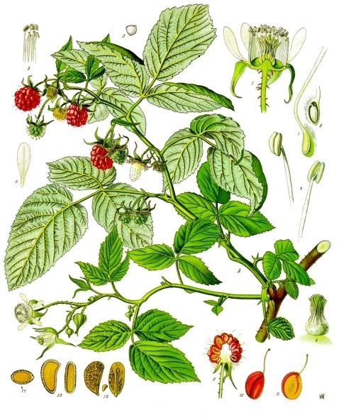 A drawing of Raspberries, dating from the 19th century.