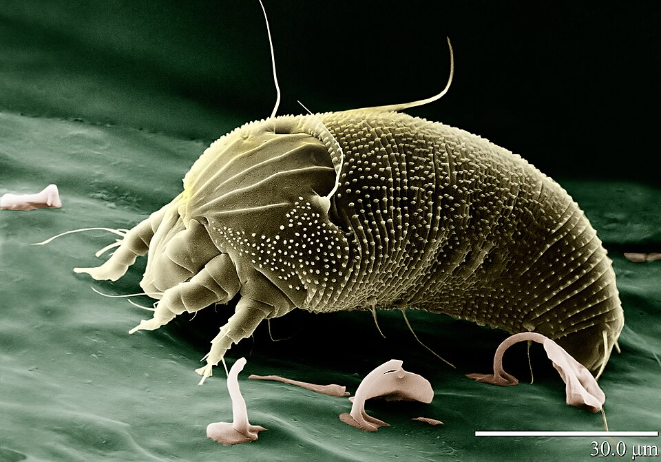 Rust mite Aceria anthocoptes