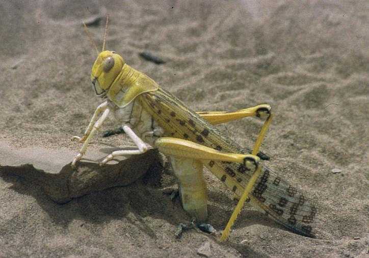 Desert locust (Schistocerca gregaria) ovipositing in sand