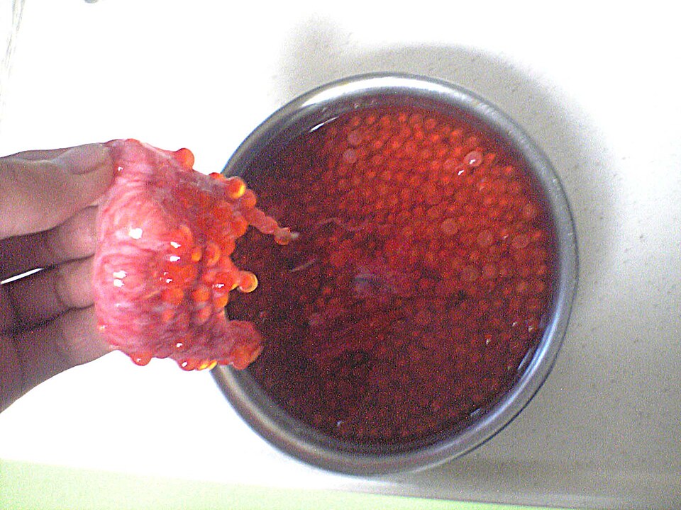 Ovary of the Chum Salmon was opened and loosened