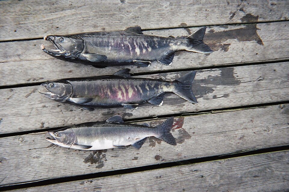 Chum Salmon of a breeding season