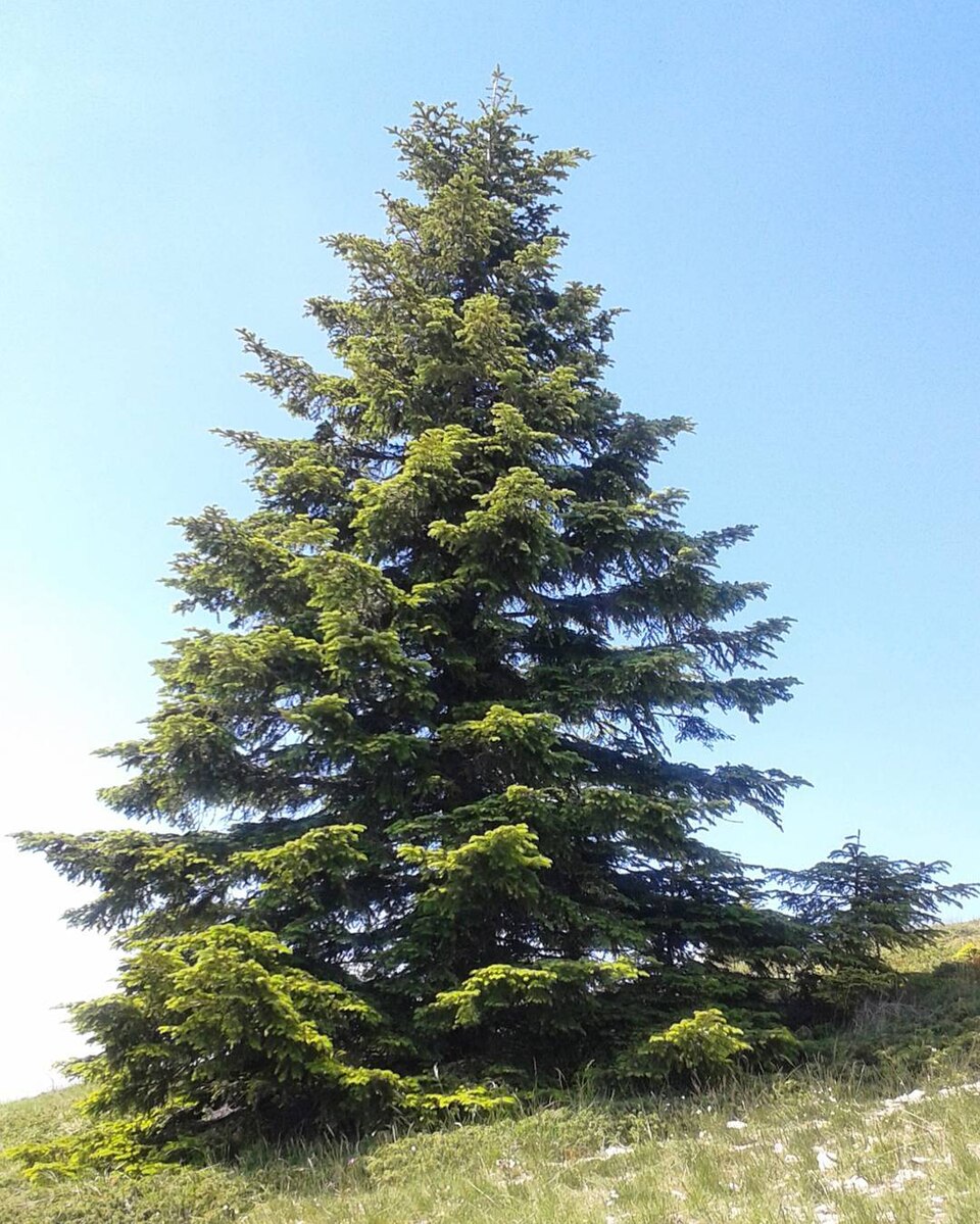 Fir
