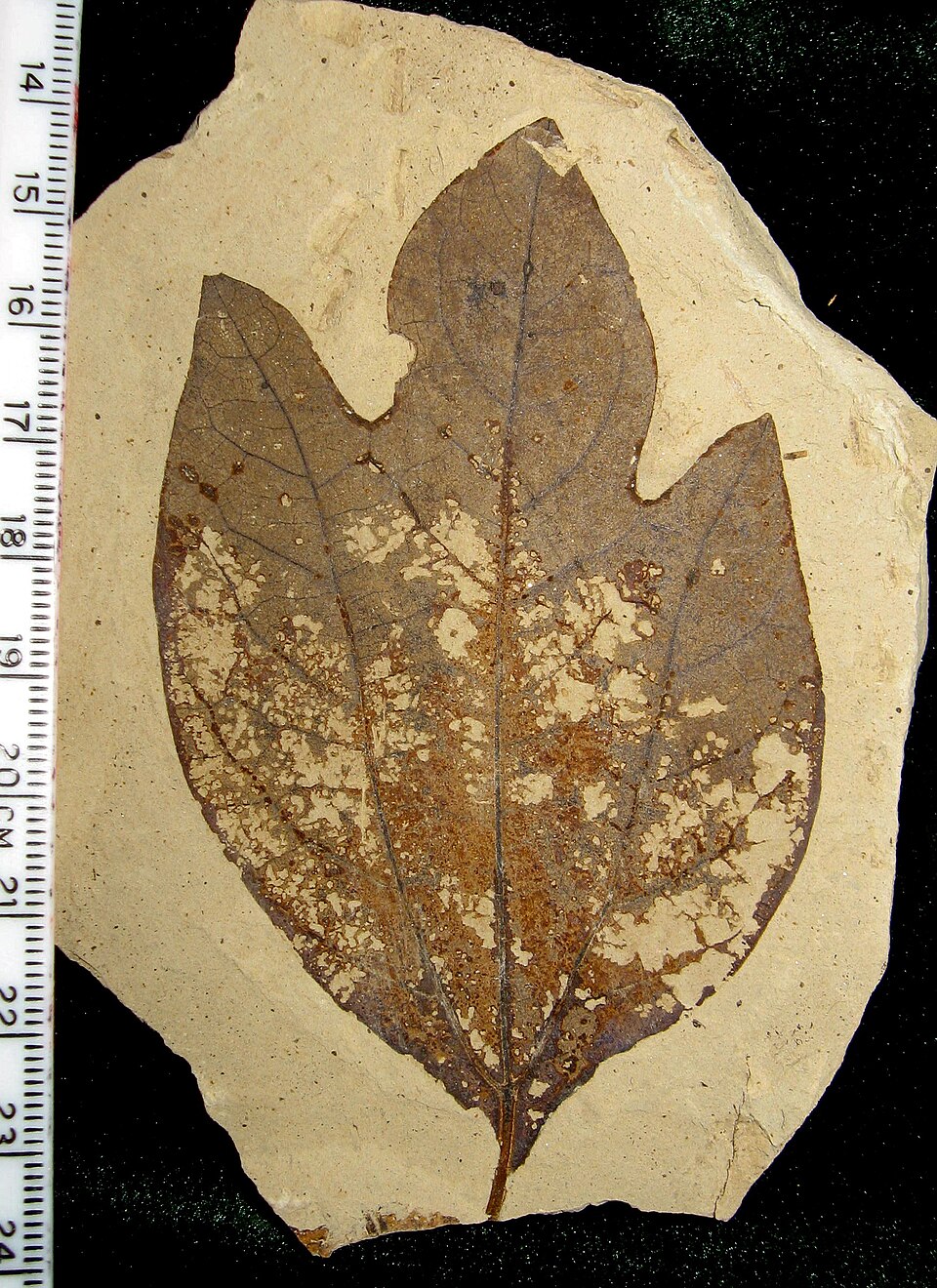 Fossil Sassafras hesperia leaf