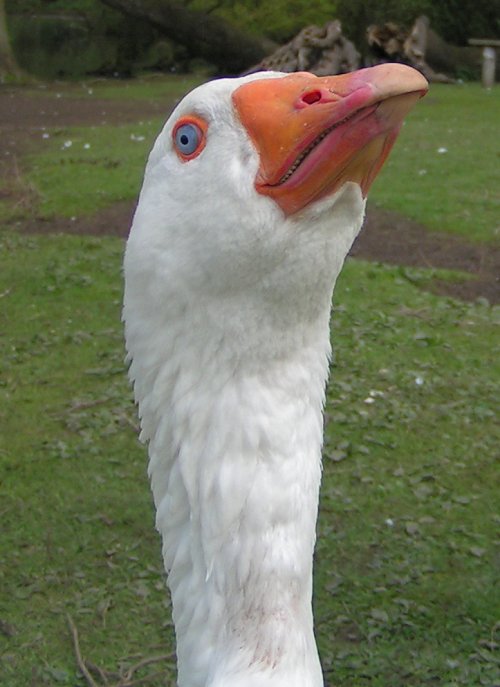 A goose with an orange-red beak.