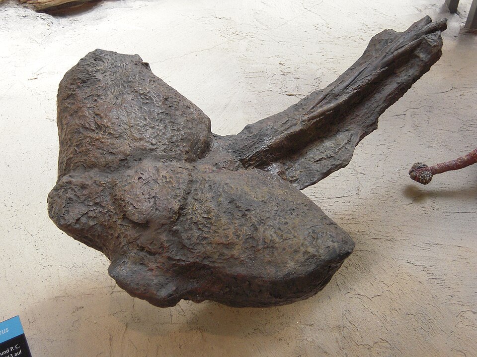Tail club of Ankylosaurus