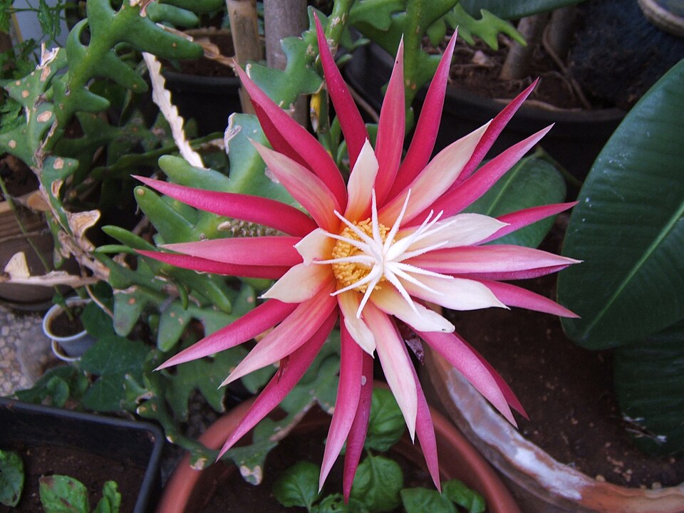 The flower of a Moonlight cactus