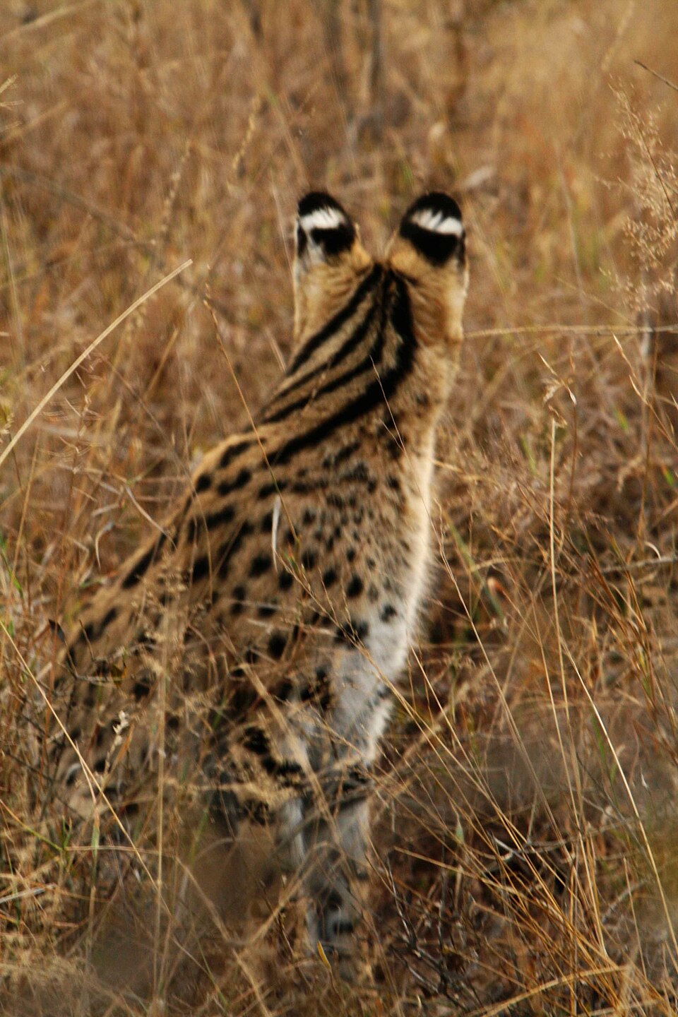 A serval seen from behind: the white markings on the ears (ocelli) can be seen by following kittens