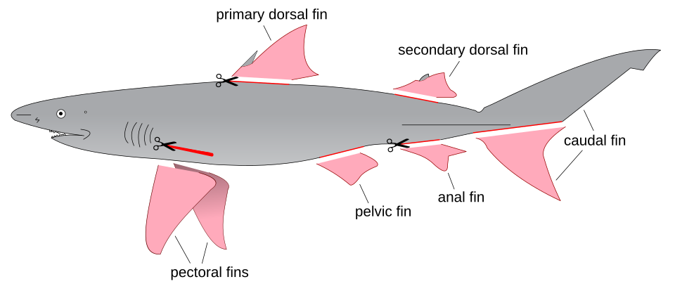 Parts of a shark (showing which fins are typically removed for sale)