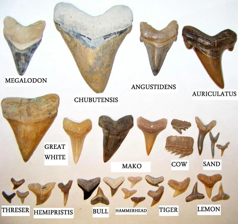 A comparison of teeth from Florida shark species