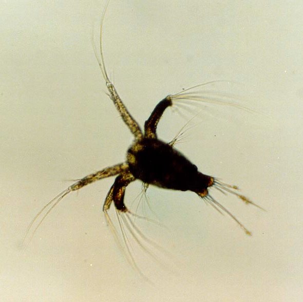 Shrimp nauplius larva