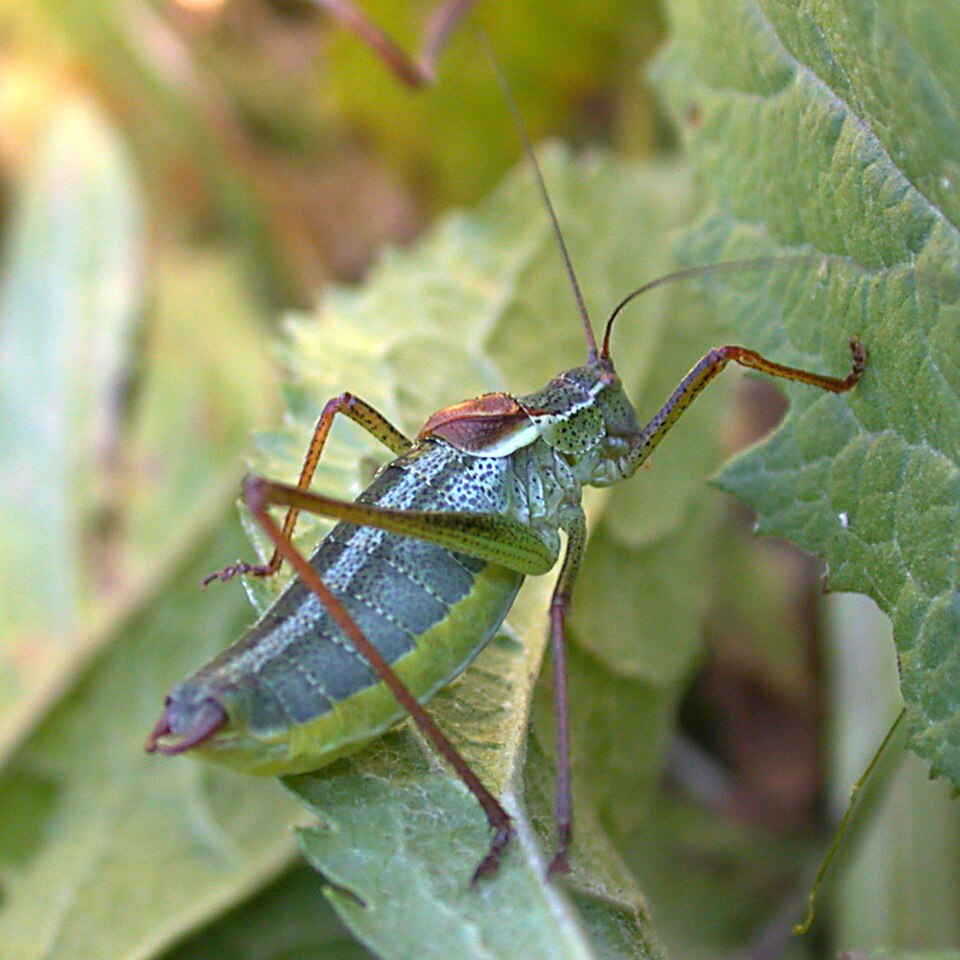Siberian grasshopper