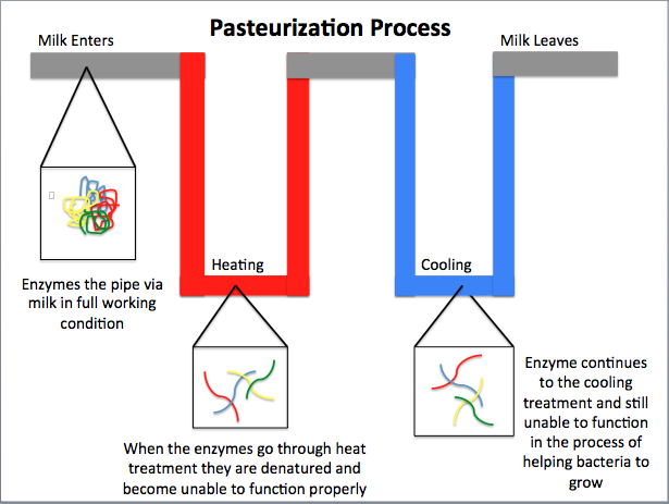 The milk starts on the left and enters the piping with working enzymes which, when heated, lose their structure. This stops the enzymes from working, and so stops pathogen growth. The cooling process prevents further changes. The pasteurization process can heat the cells to the point that they burst from pressure build-up