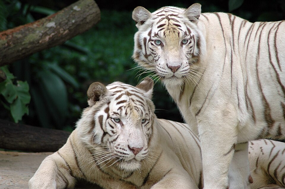 White Tigers in the Singapore Zoological Gardens