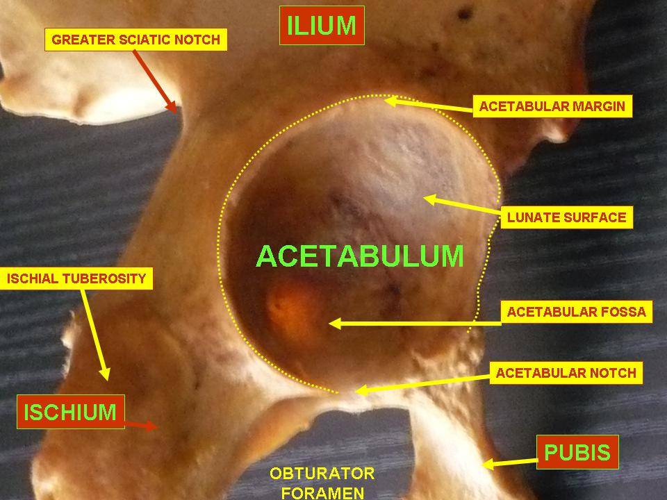 The acetabulum is the hip joint (socket) at the top of each leg