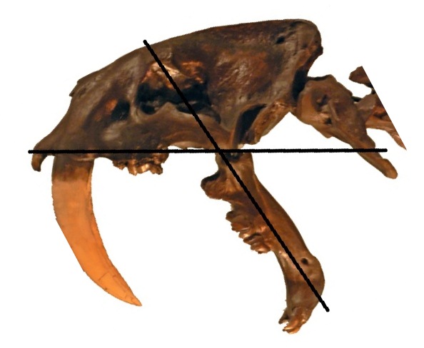 Smilodon skull to show wide gape