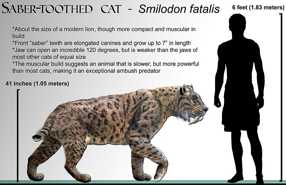 Smilodon fatalis shown to scale to show its build