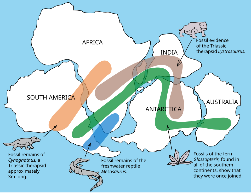 The distribution of fossils across the continents is one line of evidence pointing to the existence of Pangaea.