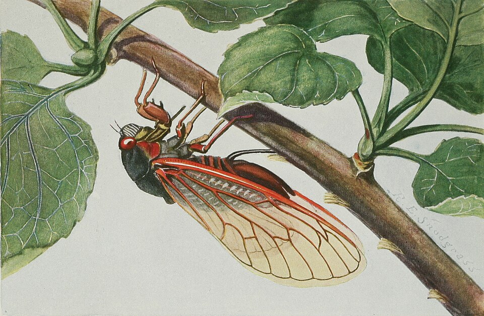 A 17-year cicada, or Magicicada