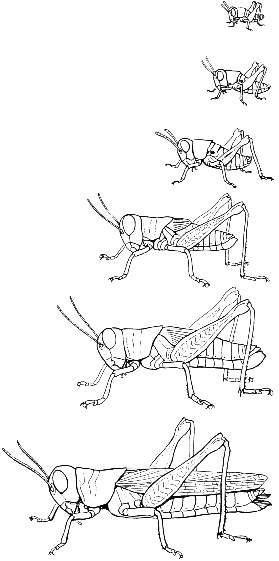 Six stages of development, from newly hatched nymph to fully winged adult. (Melanoplus sanguinipes)
