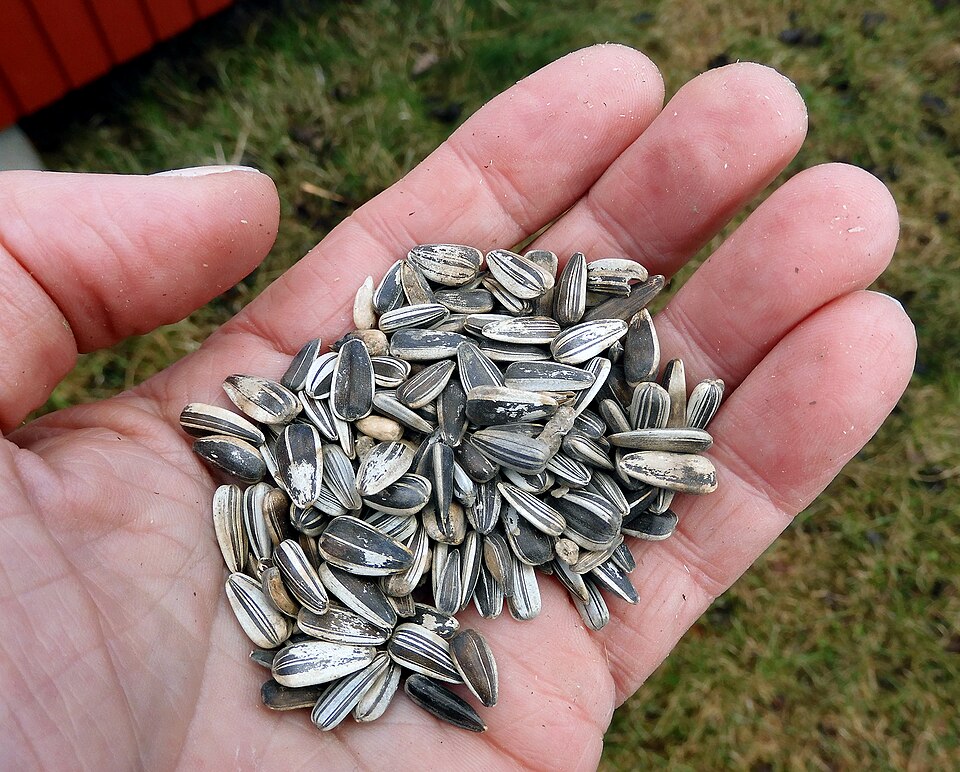 sunflower seeds.