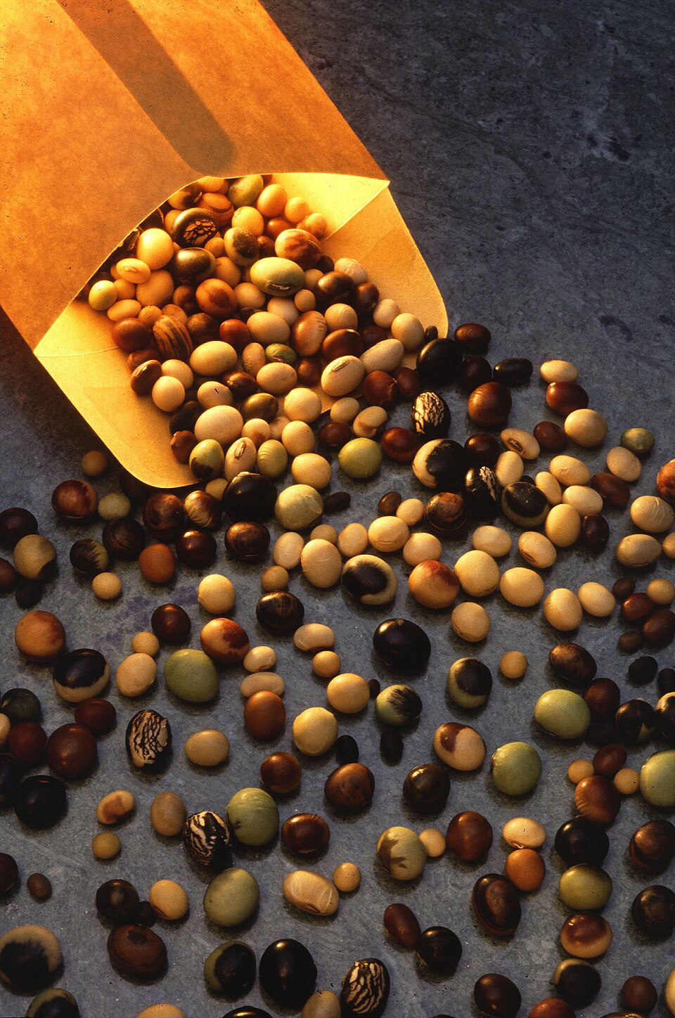 Many varieties of soybean.