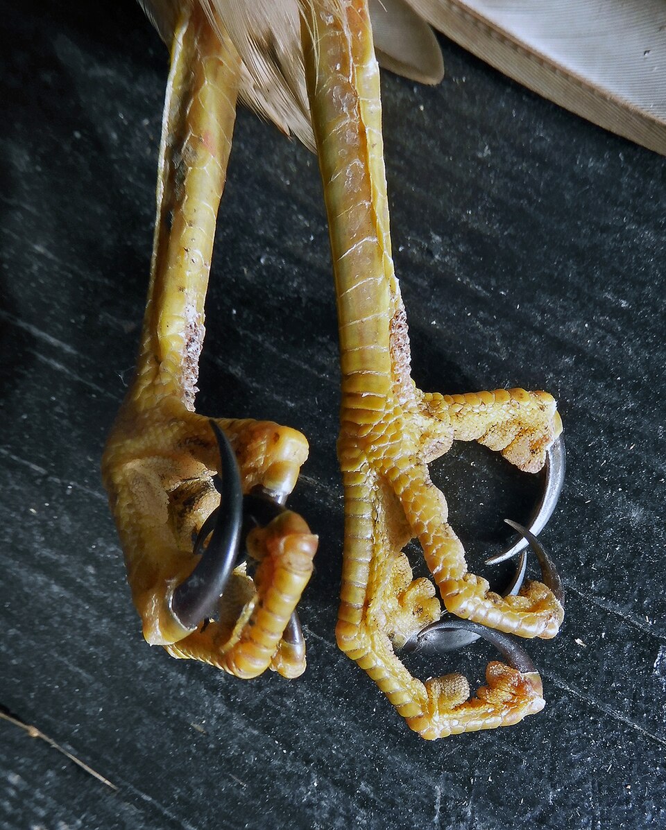 Claws of Eurasian Sparrowhawk.