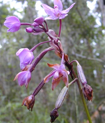 Flowers and fruit of the ground orchid, Spathoglottis plicata: its 'inferior' ovary lies below the attachment of other floral parts