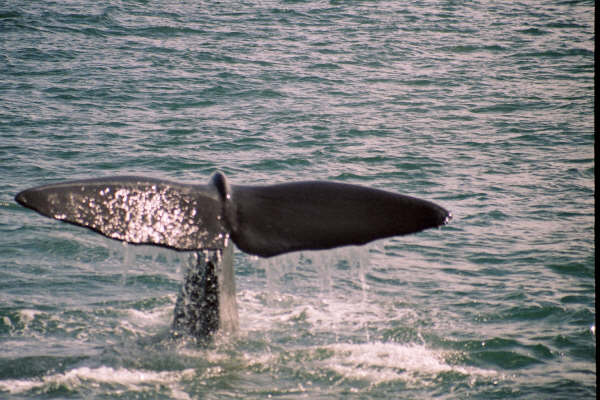 a Sperm whale fluke