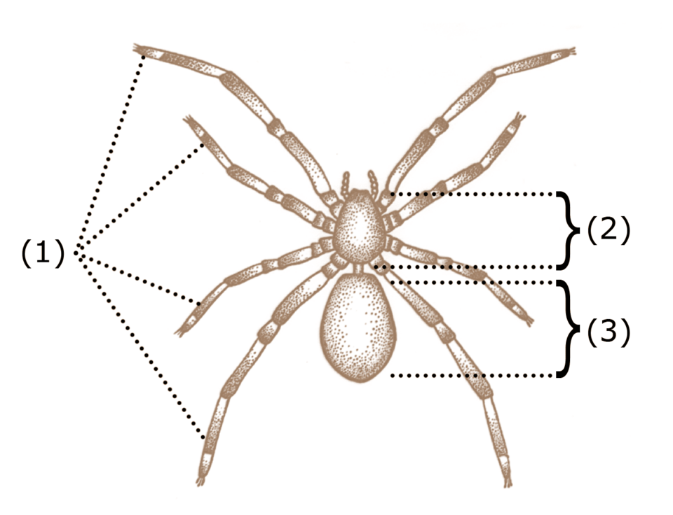 Basic characteristics of arachnids include four pairs of legs (1) and a body divided into two segments: the cephalothorax (2) and the abdomen (3).
