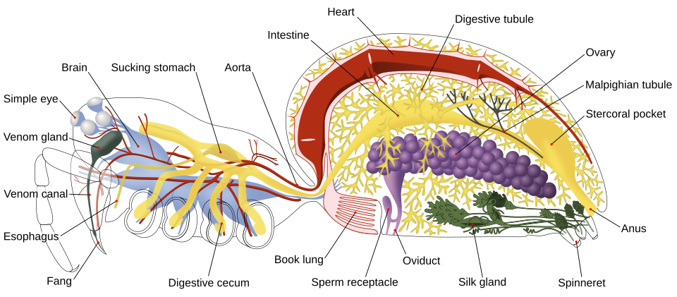 The internal anatomy of a spider