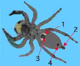 1. Book lungs, 2. Spinnerets, 3. Epigynum, 4. tracheal spiracle