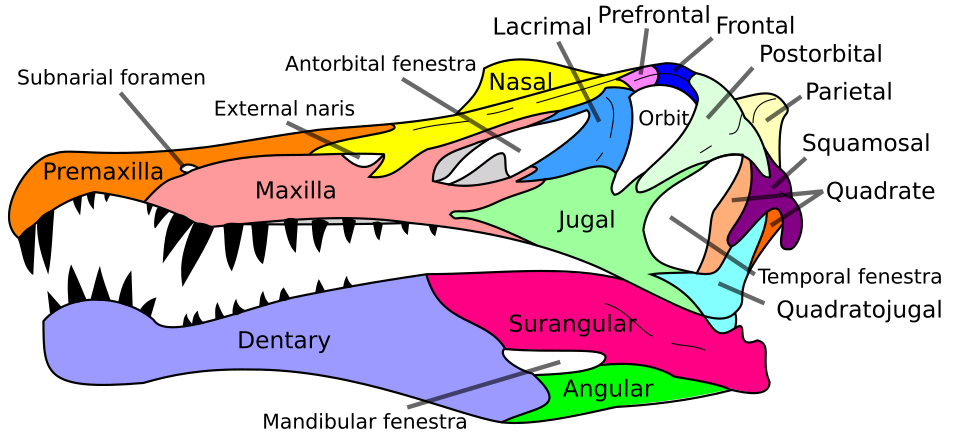 A typical reptilian skull: Spinosaurus
