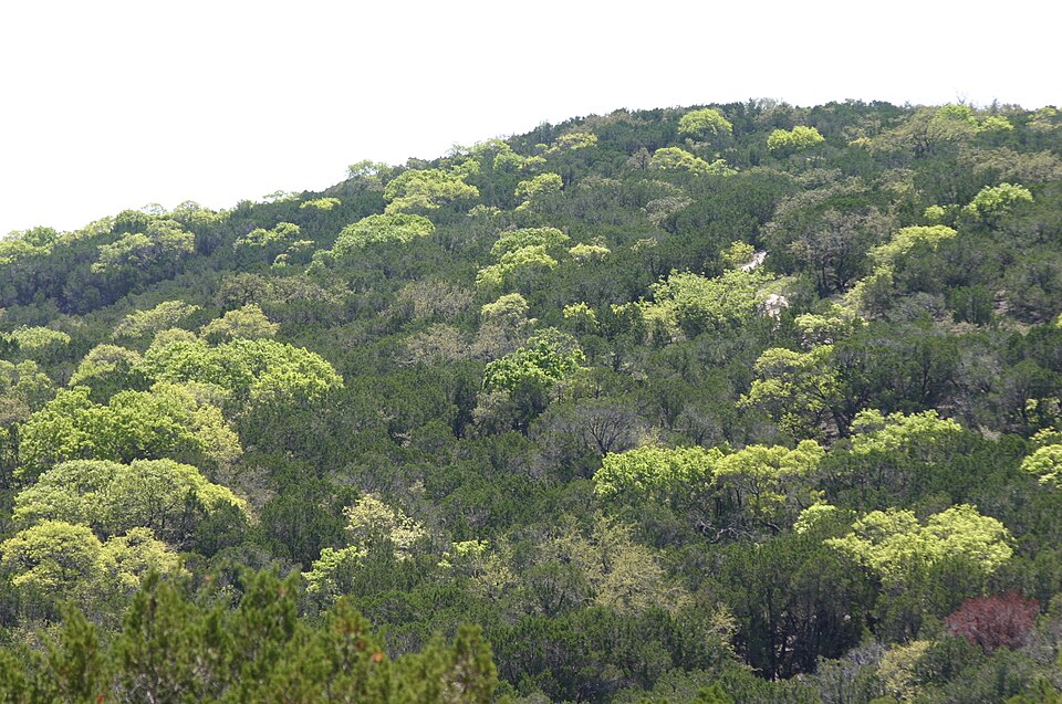 Mixed deciduous forest in spring